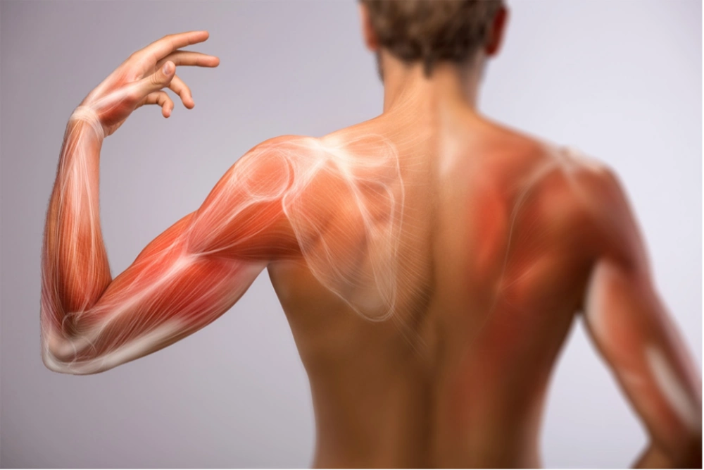 shoulder rehabilitation exercises 